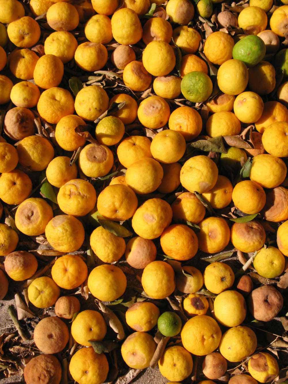              Fruit (Winter Haven, FL)       